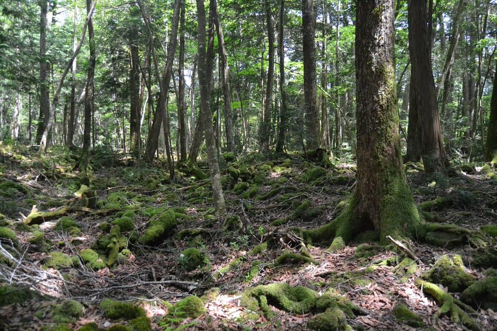 In the midst of the forest.