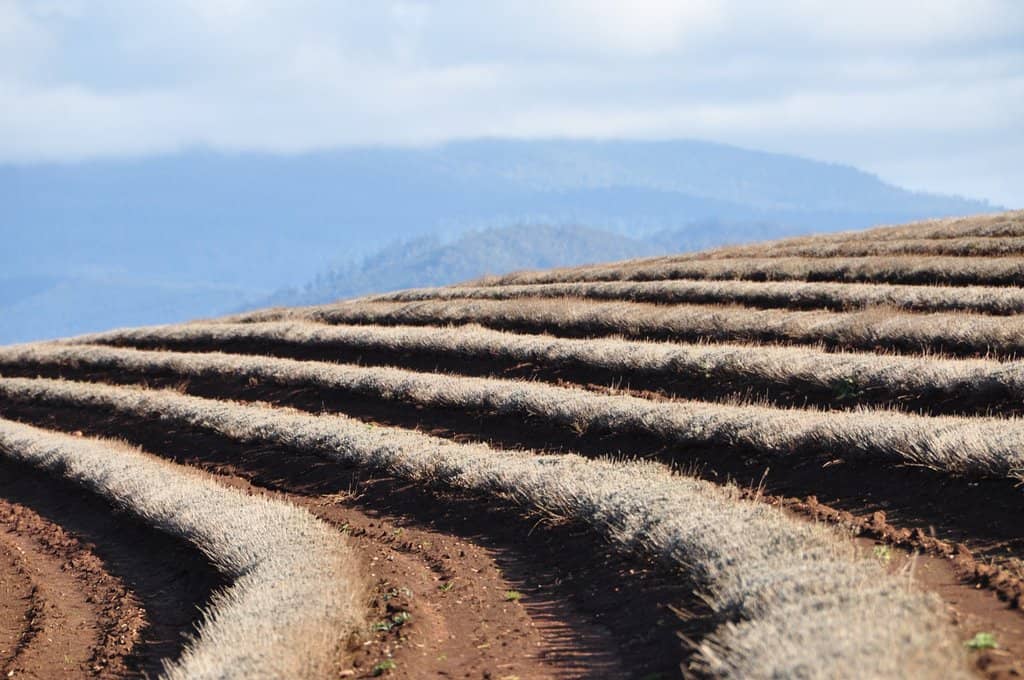 Vast Lavender Fields