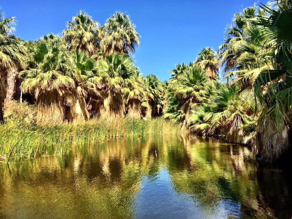 Coachella Valley Preserve Thousand Palms Oasis