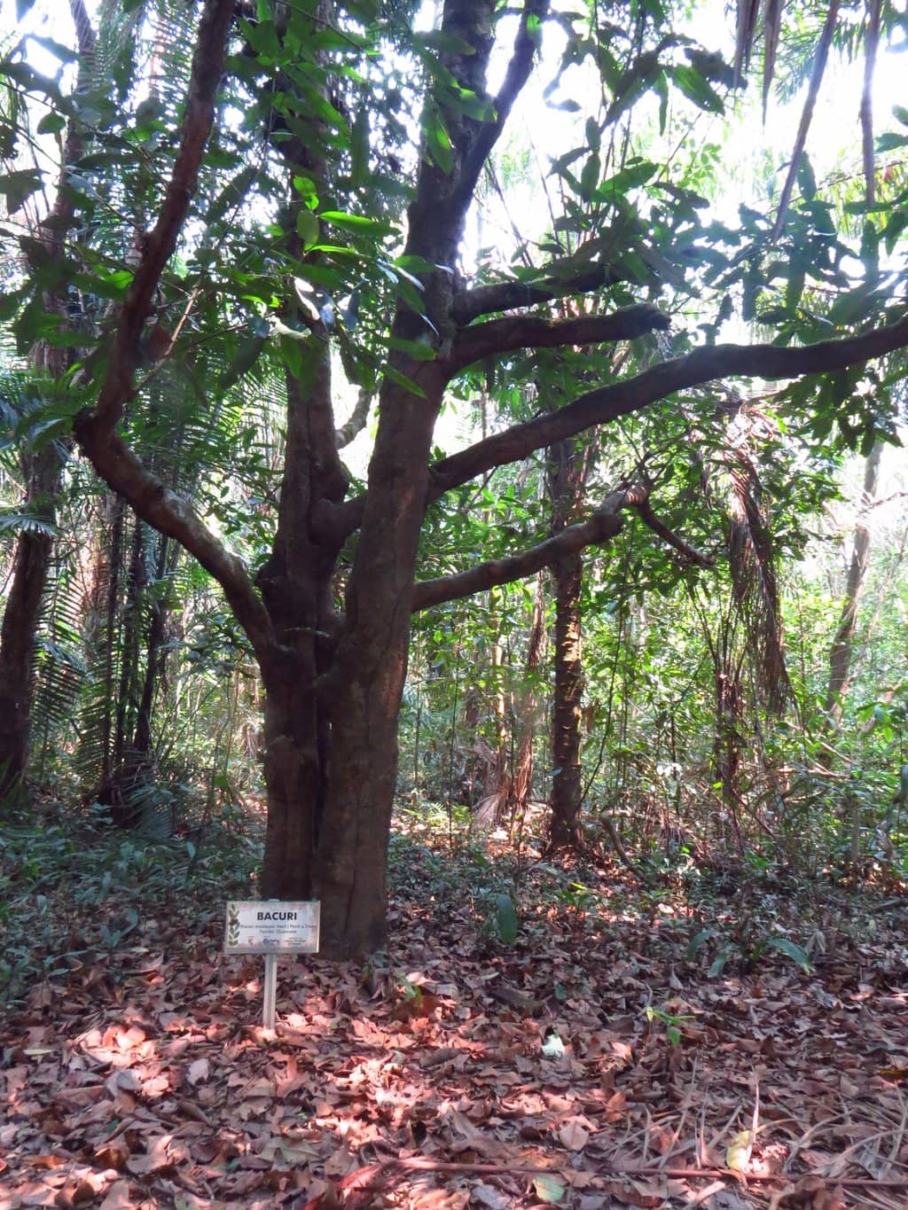 Bird Ringing Station