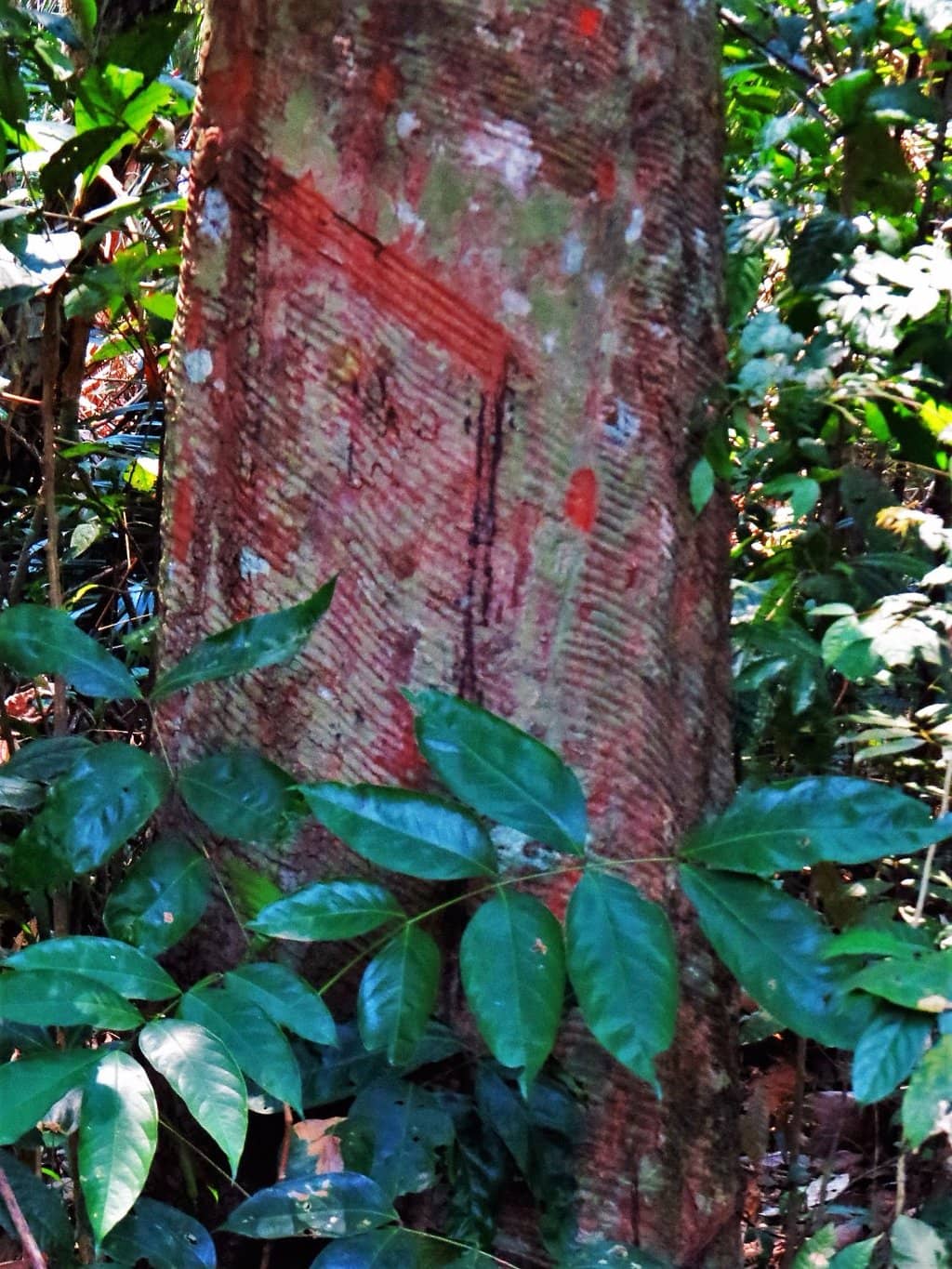 Meliponary (Bee Sanctuary)