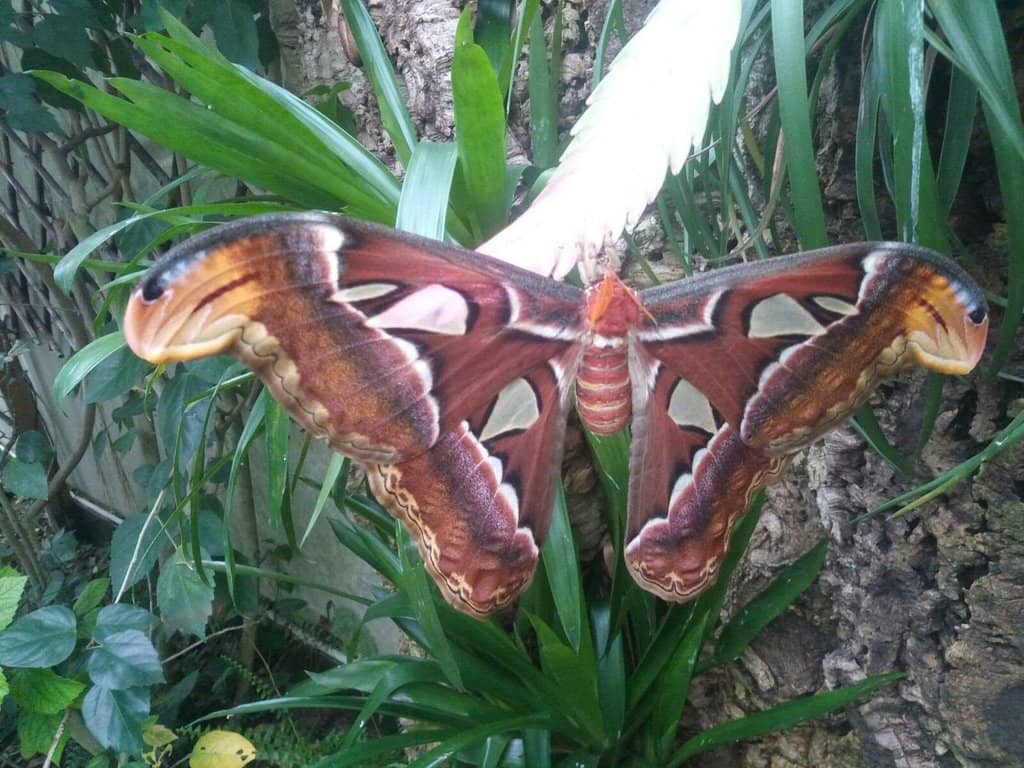 Exotic Flora and Fauna