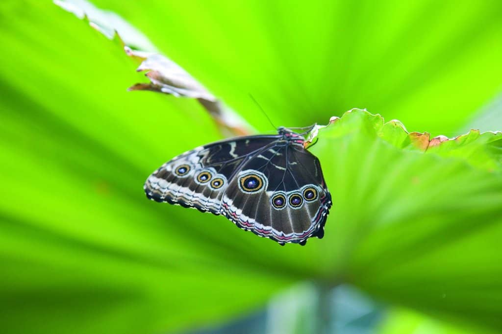 Villa Garzoni Gardens