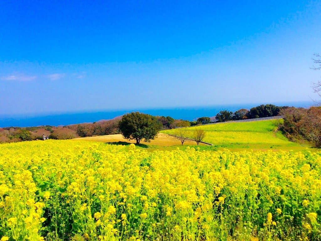 Awaji Hanasajiki