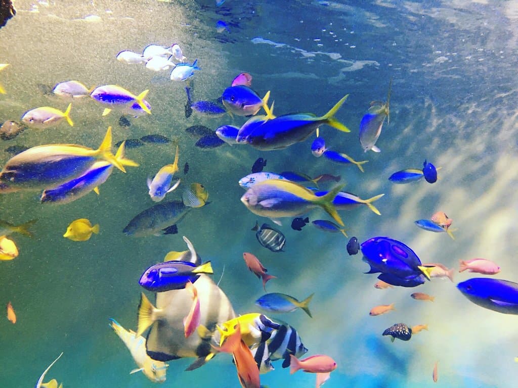 毎年、何の変化もないけど年に一回は顔を出す水族館(笑)なんというか、永遠のマンネリですかね。水槽の水がなんか濁ってるし(^^;)