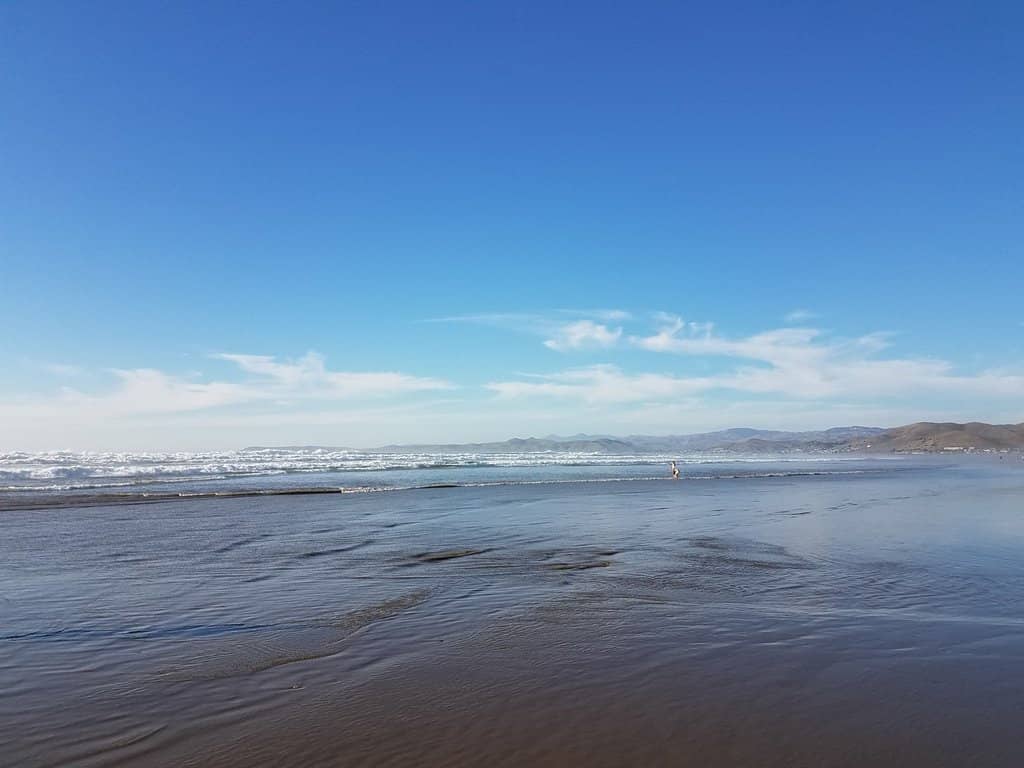 Sea Otter Sightings
