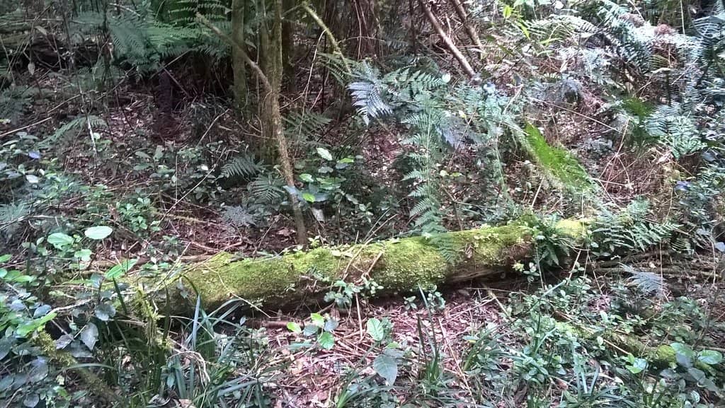 Vertical photo