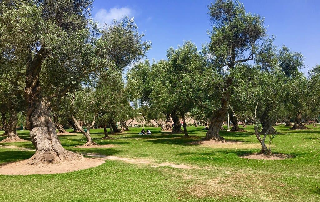 Bosque El Olivar Lima