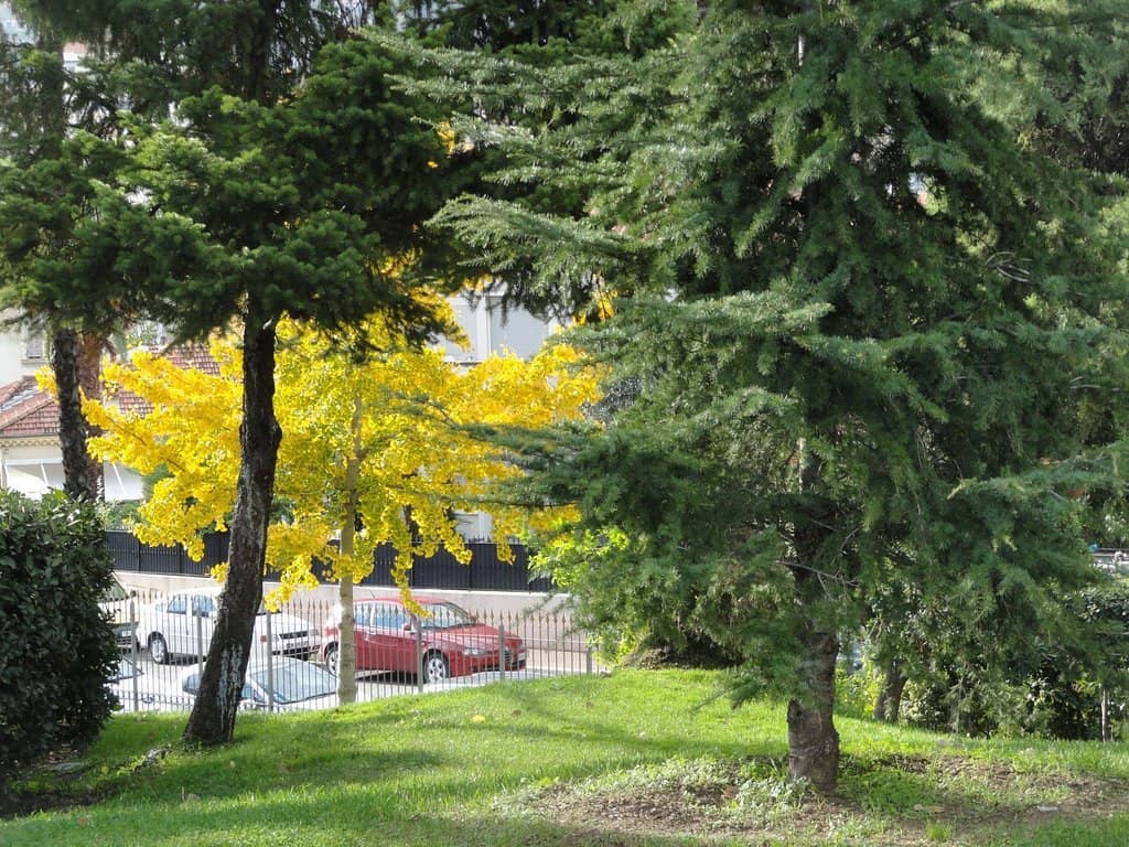 Tranquil Park Atmosphere