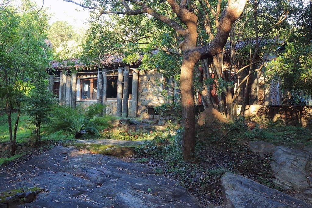 Grey Slender Loris Spotting