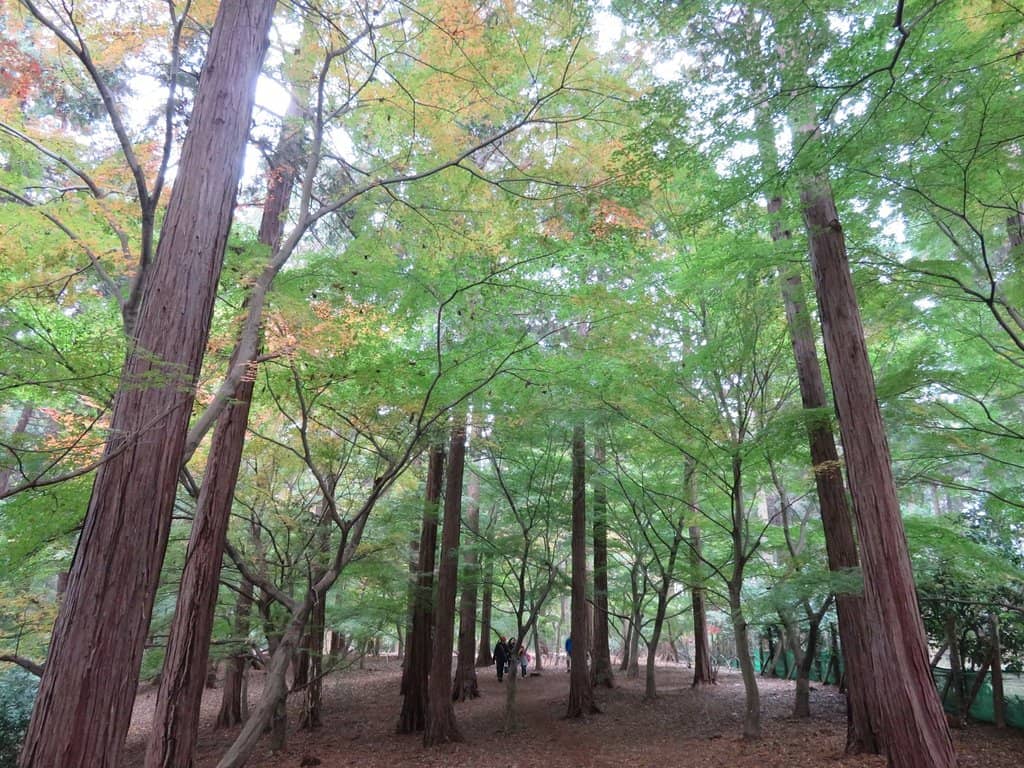 Miniature Train Ride