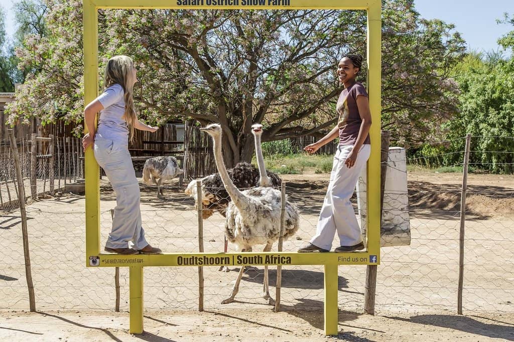 Feeding the Ostriches