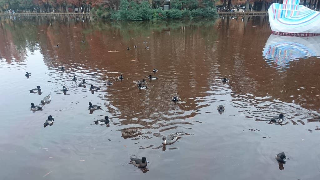 Vibrant Autumn Colors