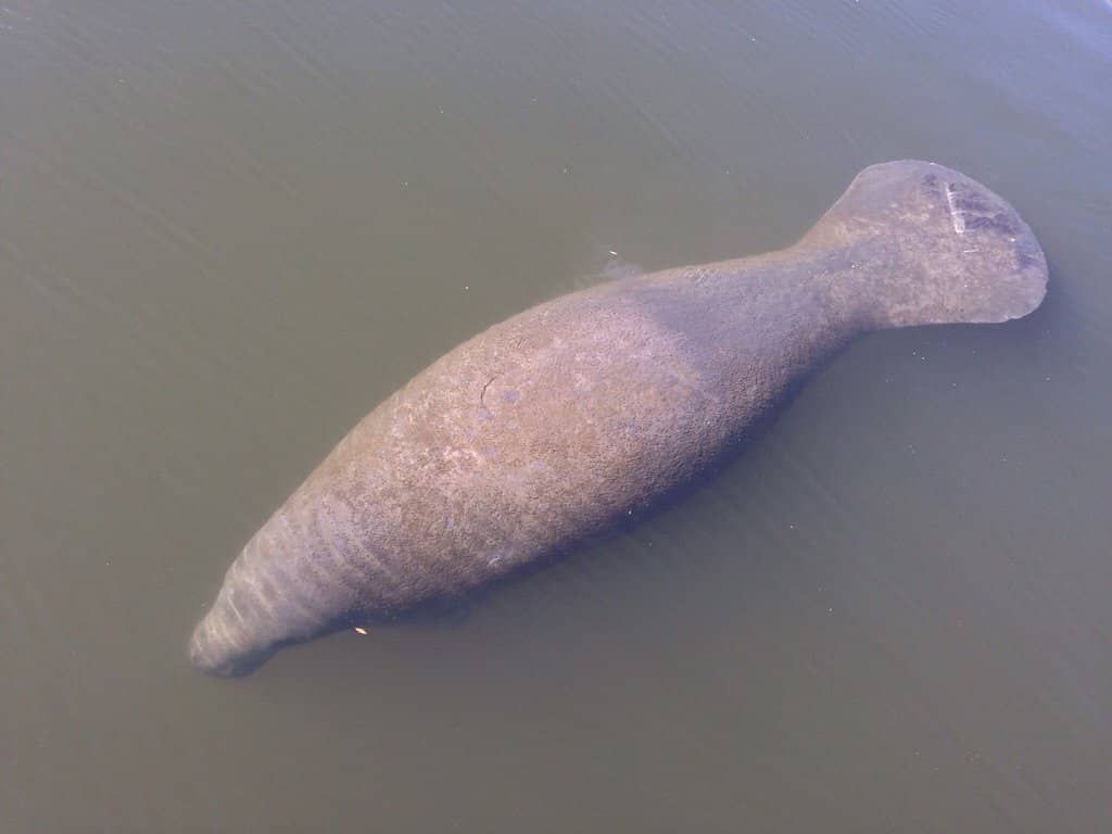 Manatee Spotting