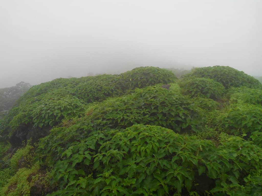 Panoramic Mountain Views