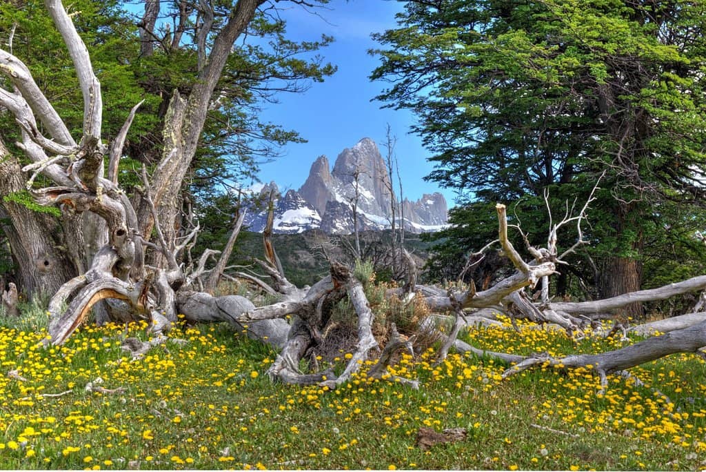 Lago Viedma and Glacial Scenery