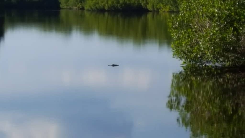Alligator Pond