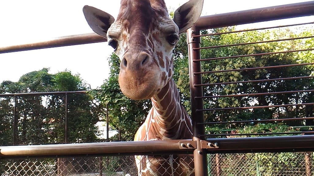 Nogeyama Zoo Yokohama