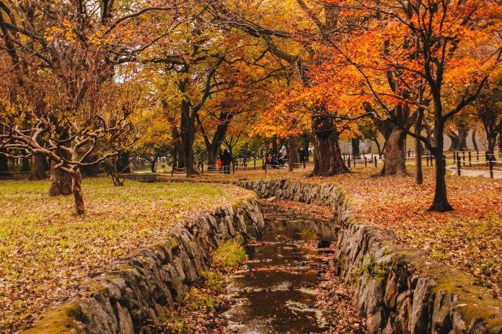 Gyerim forest, November 2016
