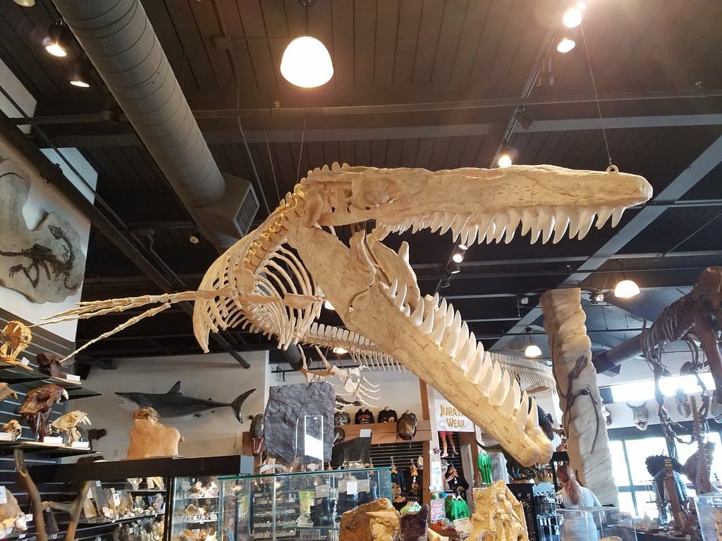 Dinosaur Store Museum of Dinosaurs and Ancient Cultures