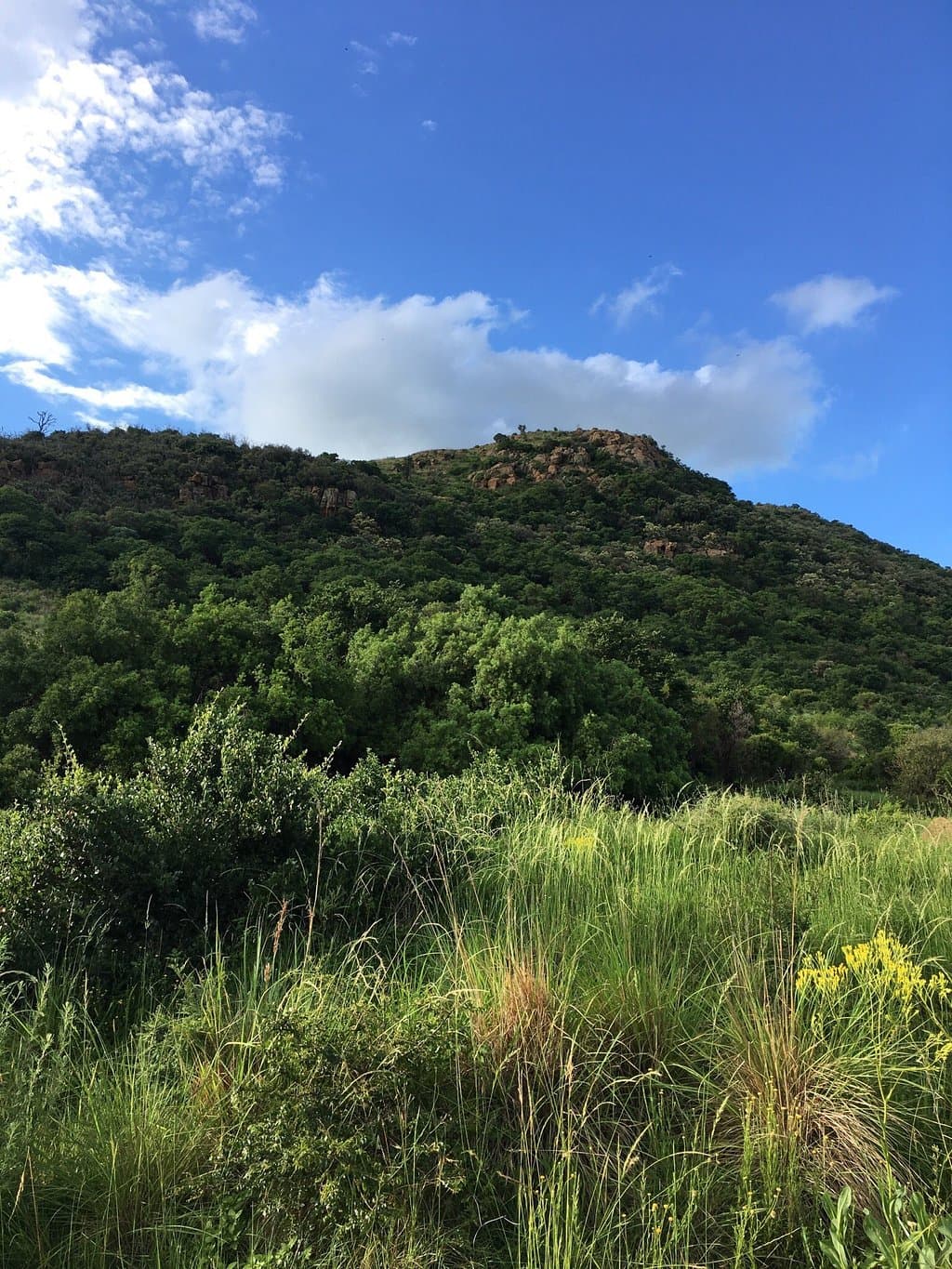Suikerbosrand Nature Reserve Johannesburg