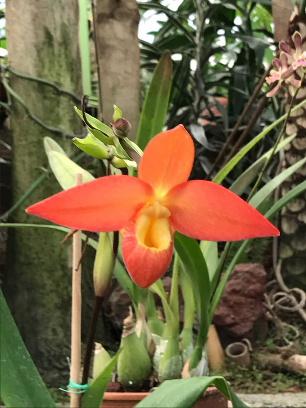 Vibrant Orchid Displays