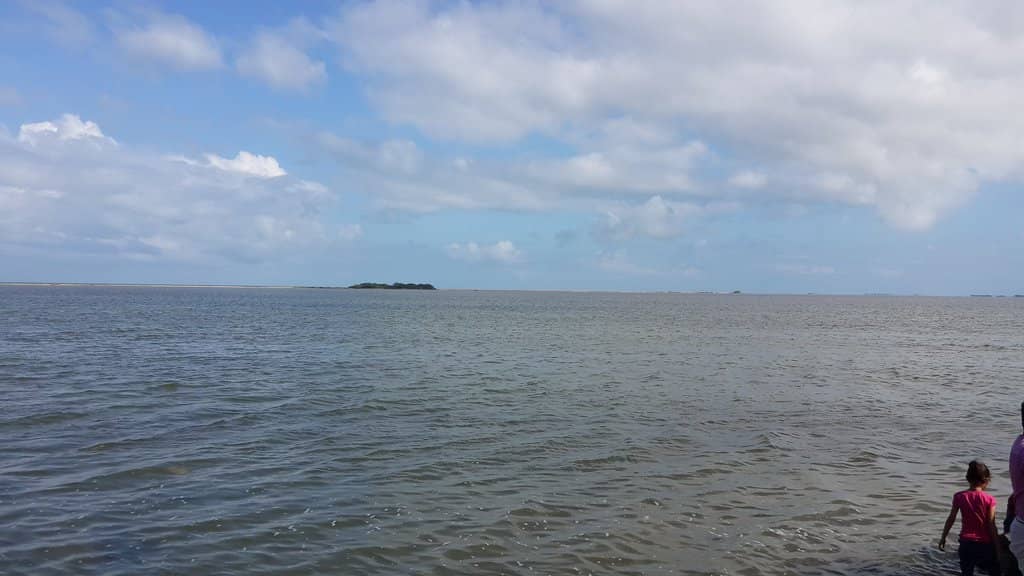 Dolphin Watching