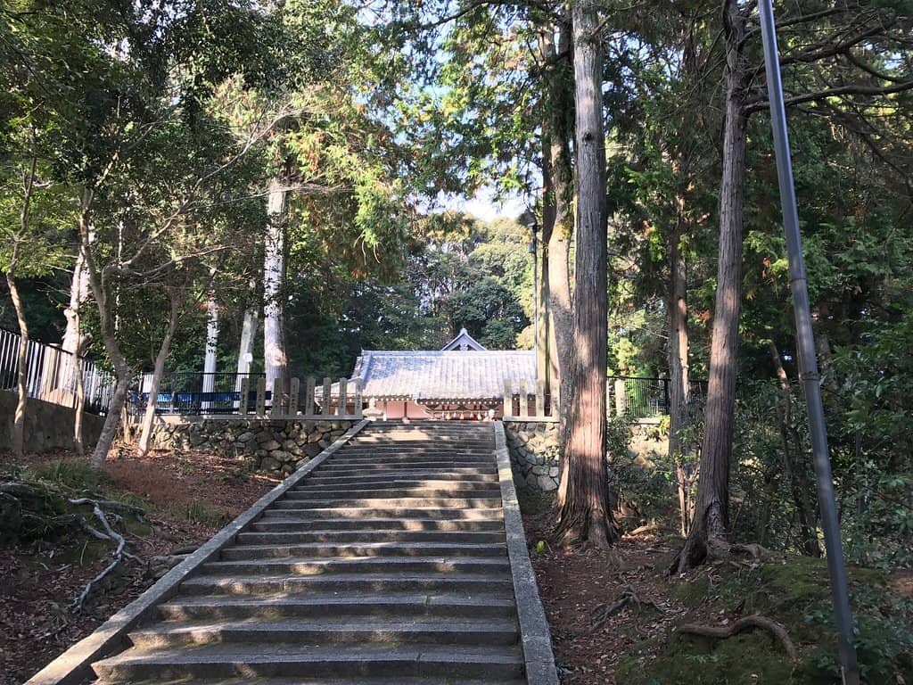 Ogatama Tree