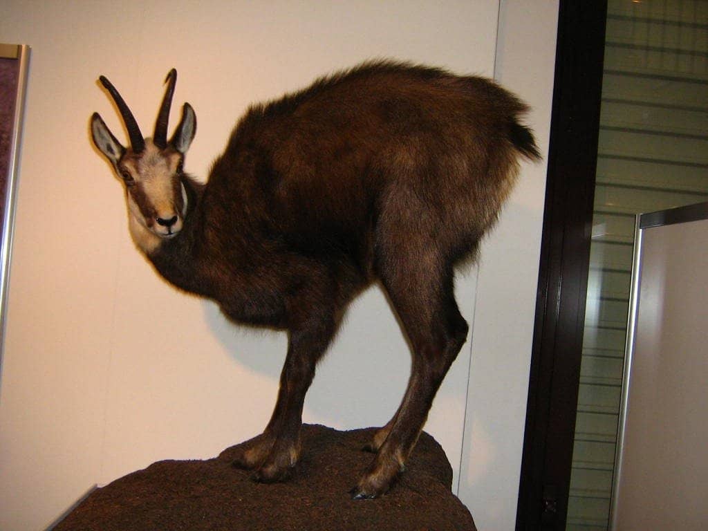 Cosmic Journey in the Planetarium