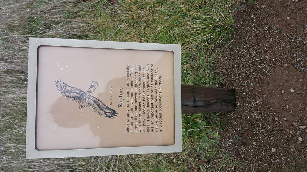 Moss-Covered Forests