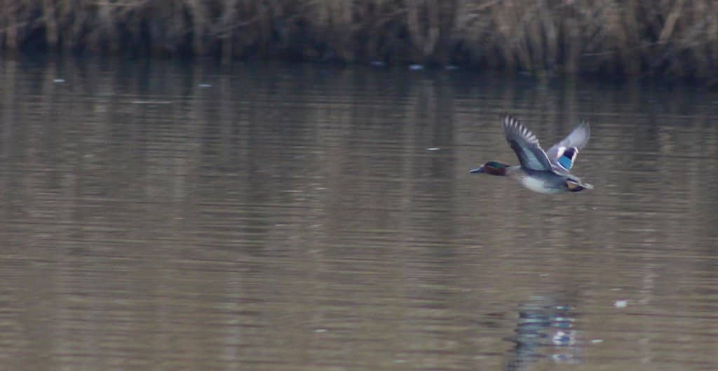 Spoonbill Spectacle