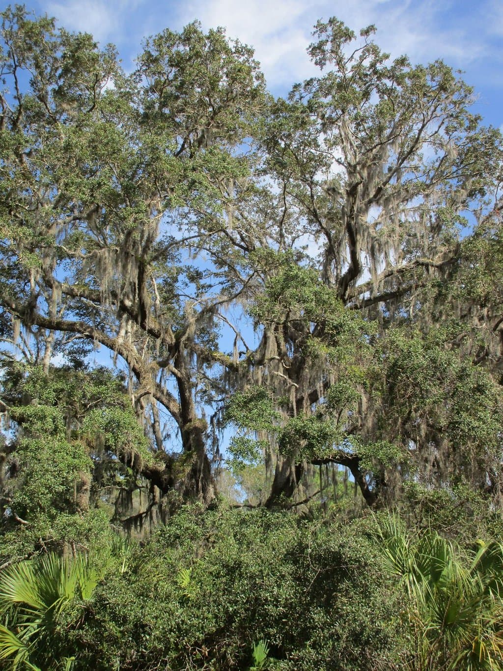 Oak with trailing Spanish moss