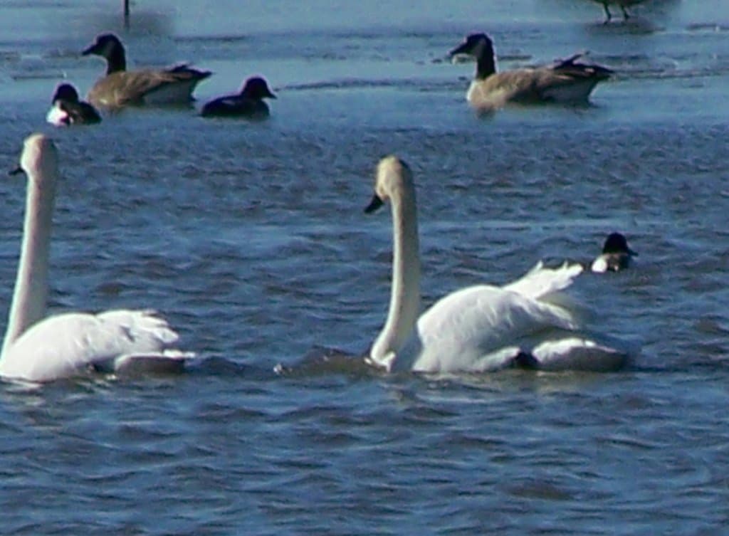 Saskatoon Island Provincial Park Alberta