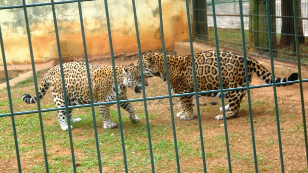 Big Cat Enclosures