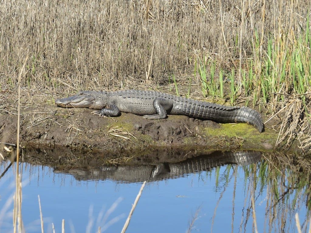 Alligator