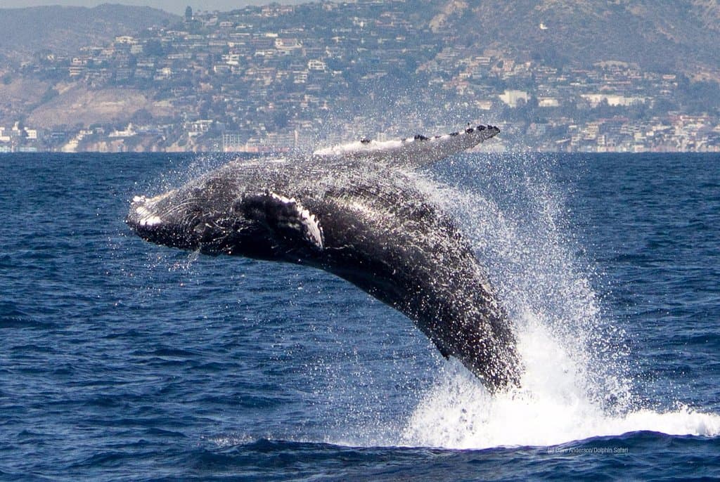 Humpback Whale breaching, photographed July 2016