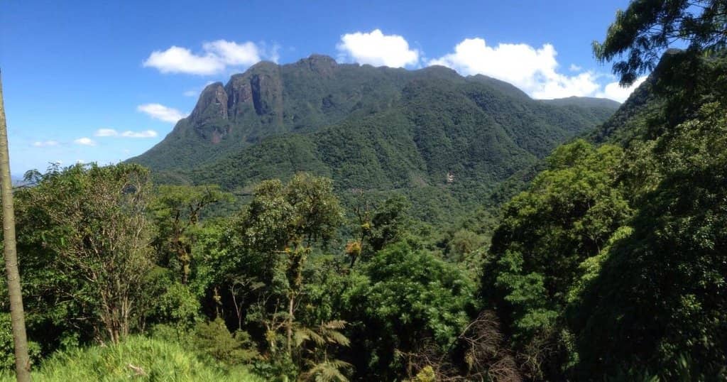 Atlantic Forest Immersion