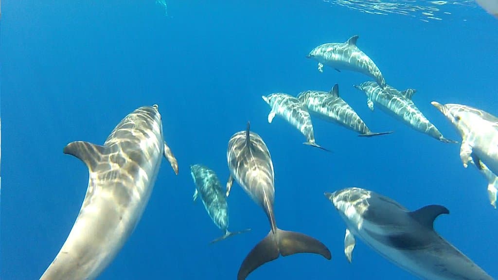 Adriatic striped dolphins, visit Losinj Marine Education Centre and learn more