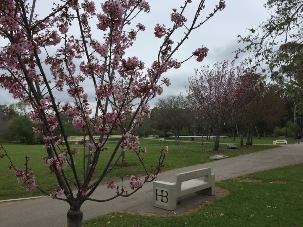 March 2017 is a beautiful time for Cherry blossoms in CP by the library and Secret Garden