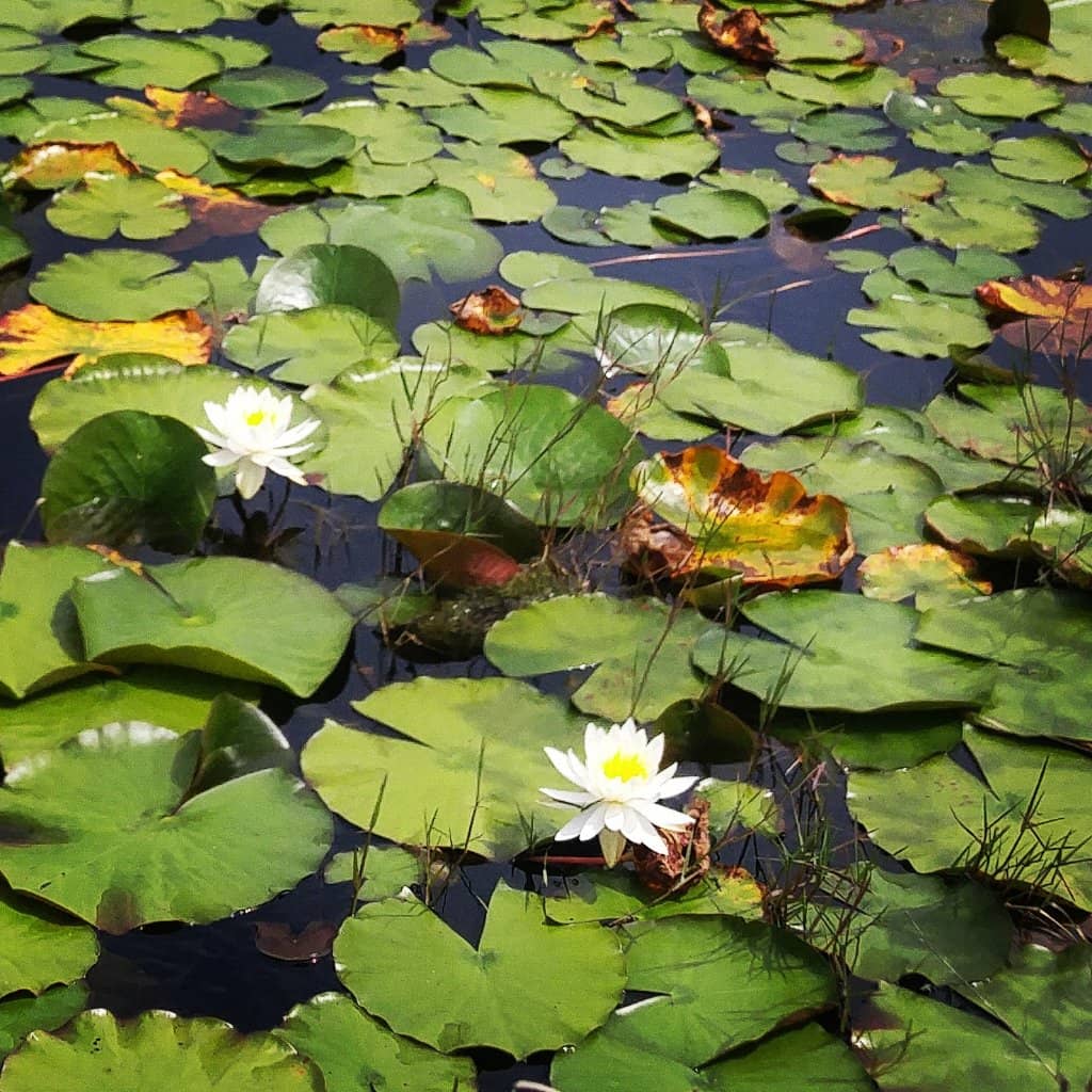 Gator Lake Trail
