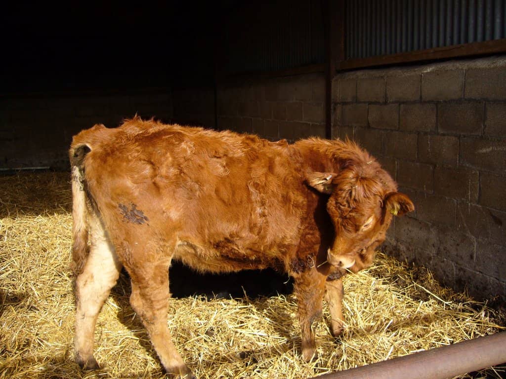 Friendly Farm Animals