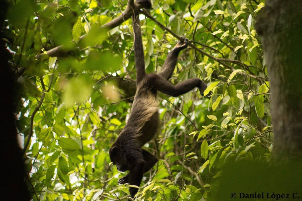 Howler Monkeys