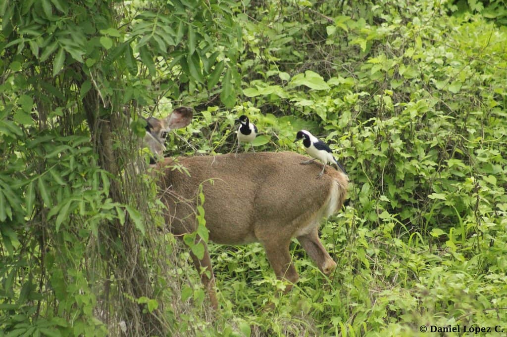 Guided Nature Trails