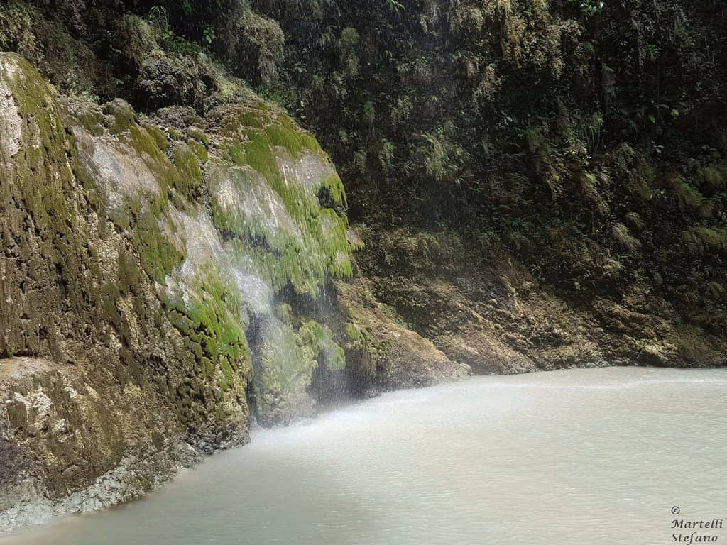 Lush Jungle Surroundings