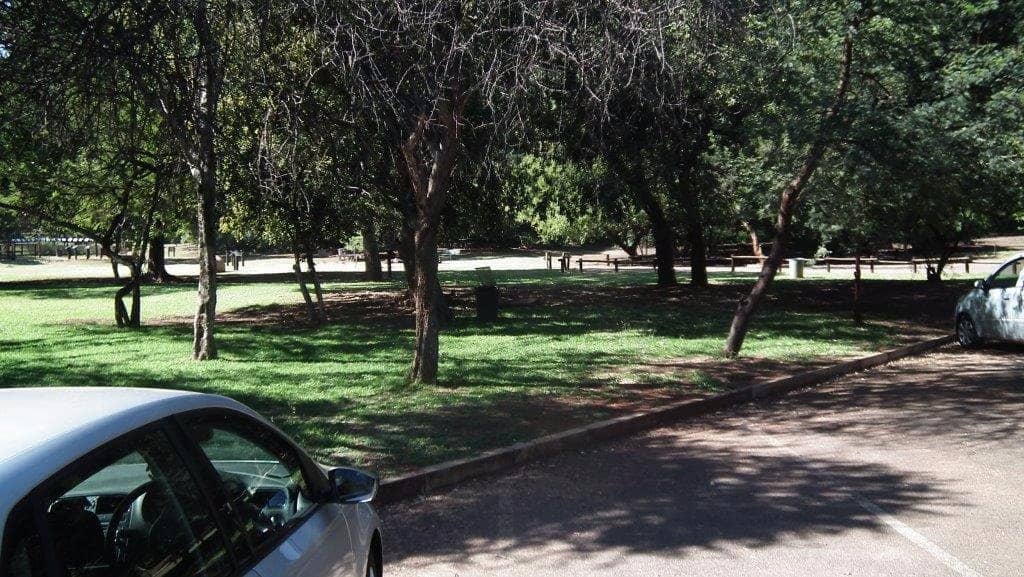 The Ancient Wonderboom Tree