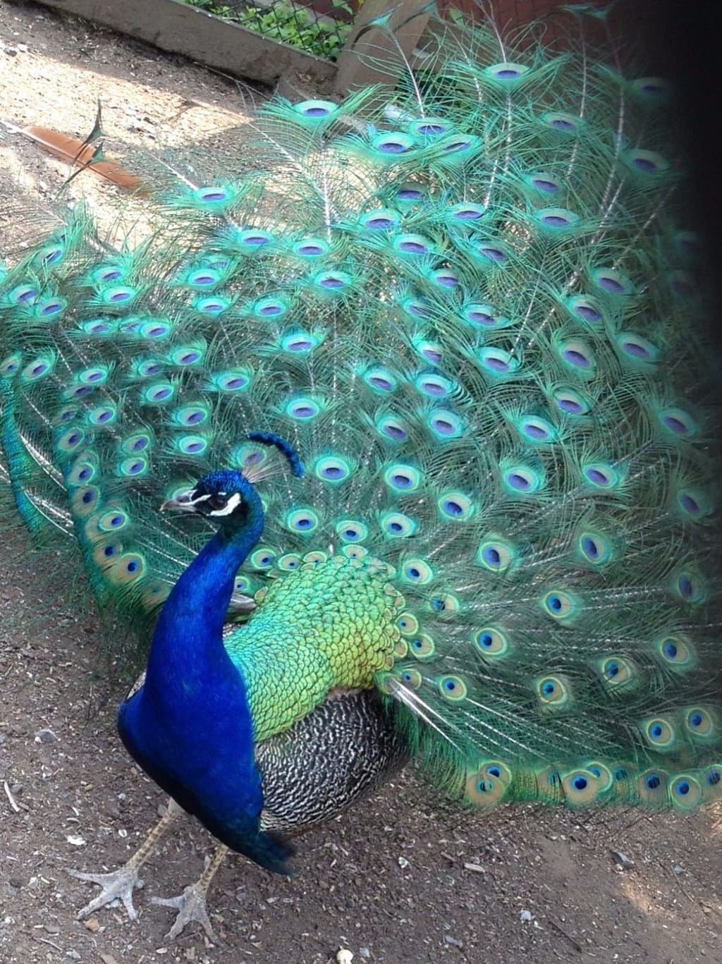 Forsyth Nature Center