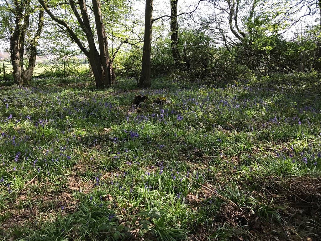 Bluebell Wood