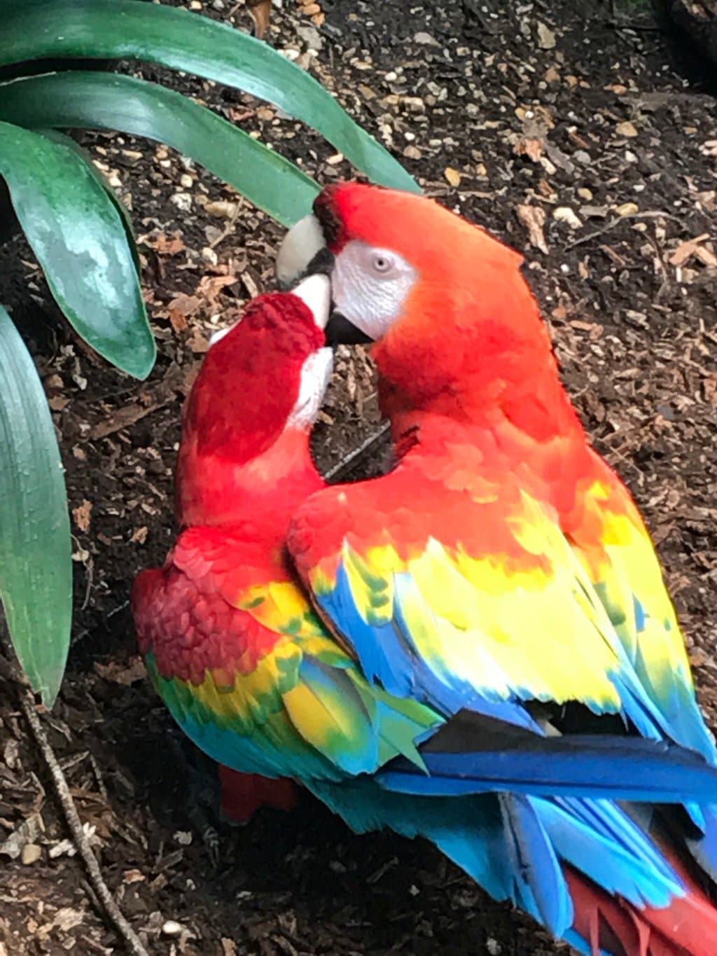 Amazon World Zoo Park