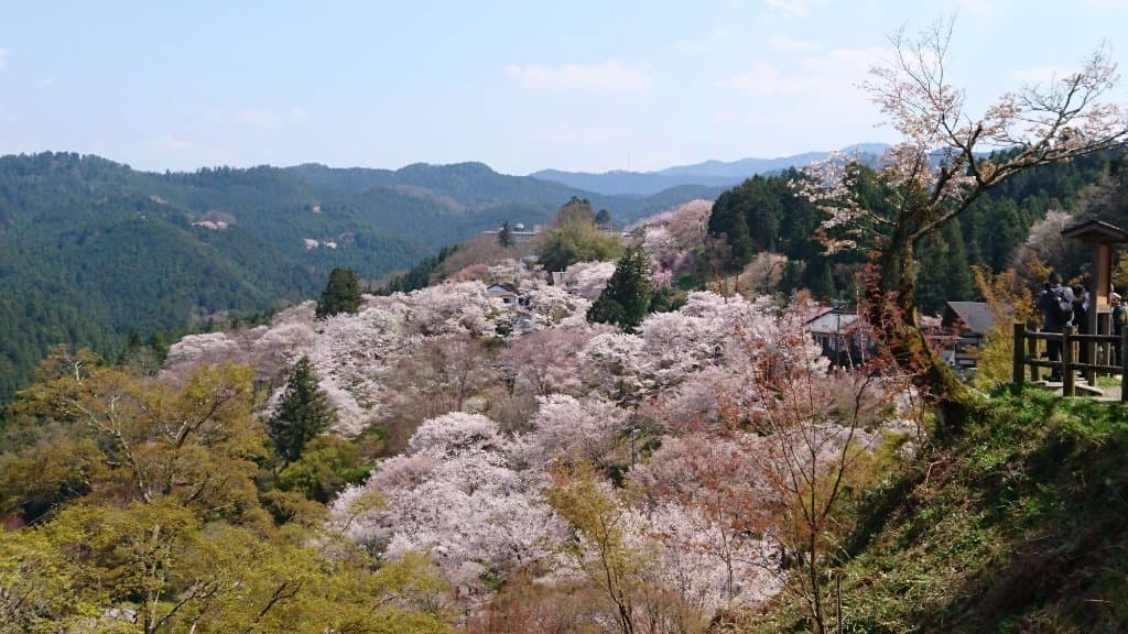 壮大な桜