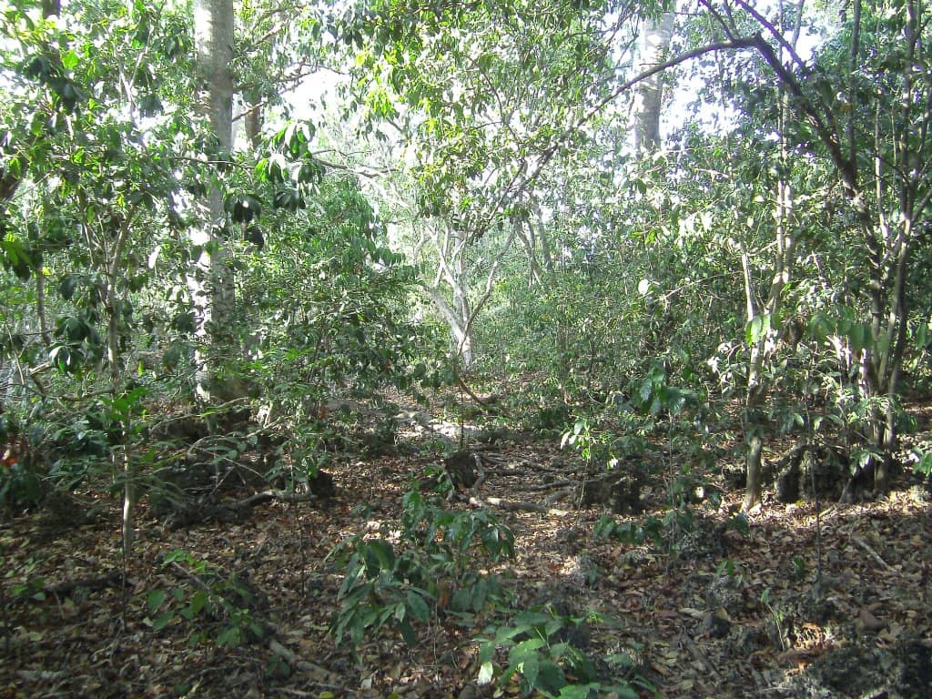 Medicinal Plant Knowledge
